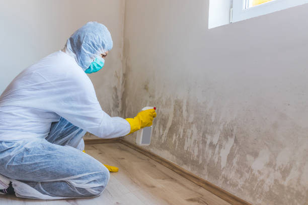 Licensed Basement Mold Remediation service in Lakewood, IL - WQB Mold Removal