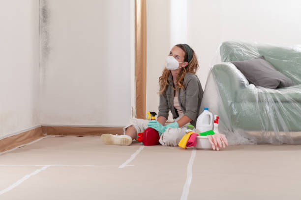 Reliable Basement Mold Remediation contractor in Lakewood, IL by WQB Mold Removal